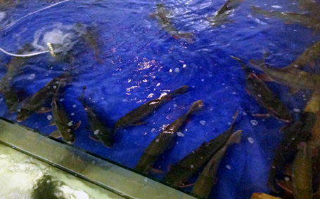 Những[-]chú[-]cá[-]cùng[-]giống[-]với[-]cá[-]thần[-]Thanh[-]Hóa[-]trong[-]1[-]bể[-]cá[-]ở[-]Hà[-]Nội.